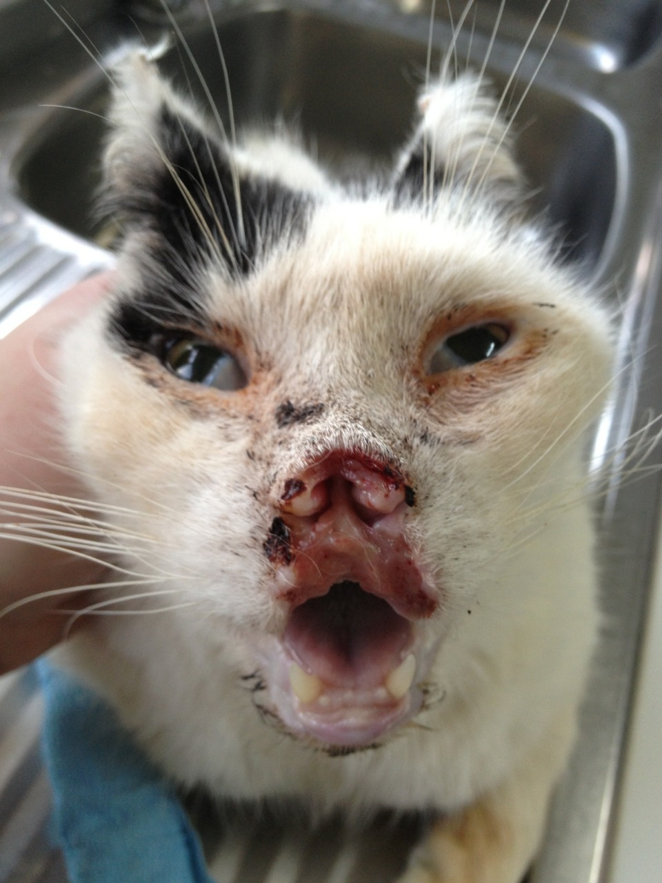 Nasal Cancer In Cats Prognosis