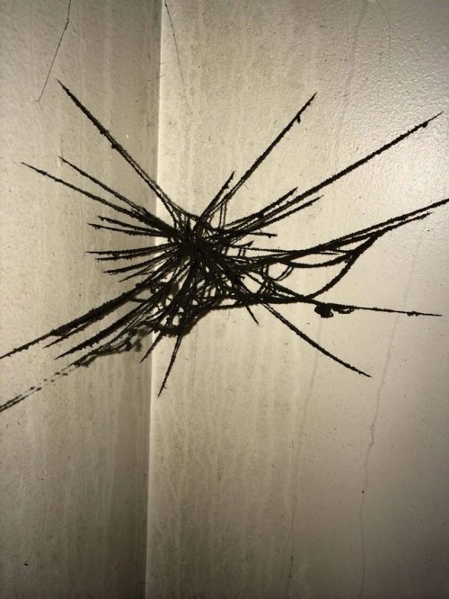congenitaldisease - An ash covered spider web following a house...
