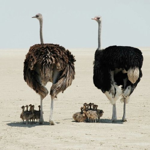 cheetahcamp - Ostrich parents (female is grey-brown, male is...