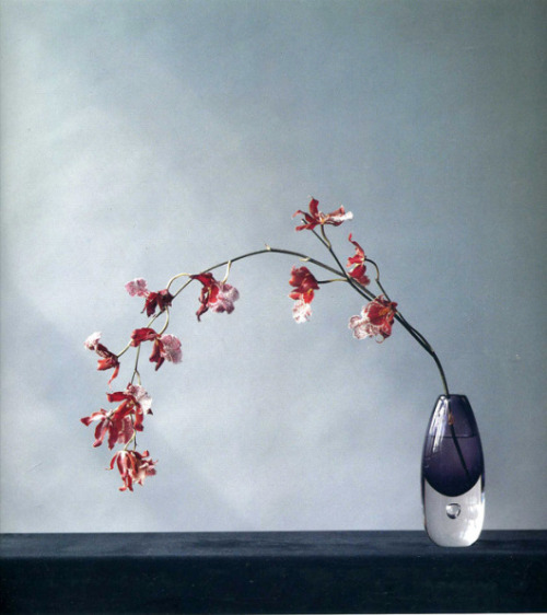 last-picture-show - Robert Mapplethorpe, Flowers, 1983