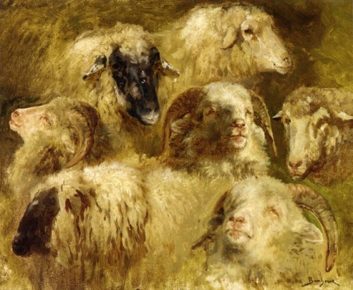 rosa-bonheur - Heads of Ewes and Rams, Rosa...