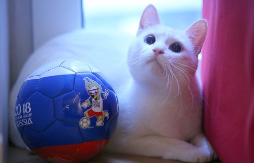 fussballgoth - fussballgoth - the oracle for the world cup this year is a deaf white cat from st...
