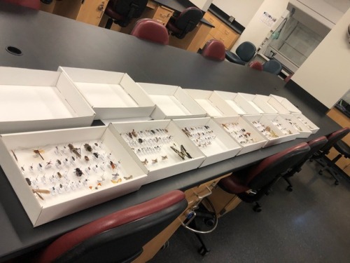buggirl - Grading the collections is always a fun day. Here are...