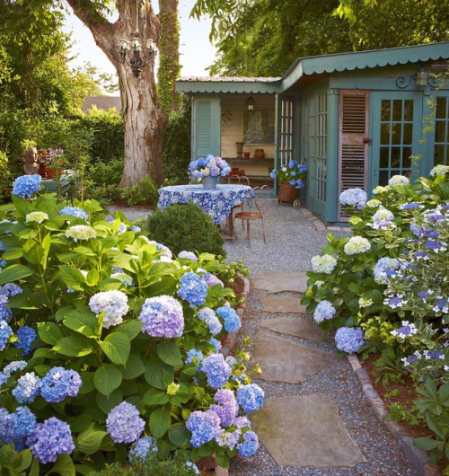 thisoldhouse - All About HydrangeasFor generations, these...