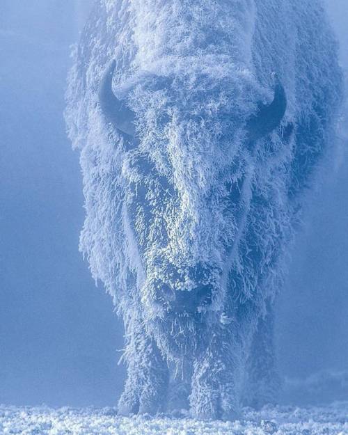 natural-lifters - cuteness–overload - Incredible shot of bison in...