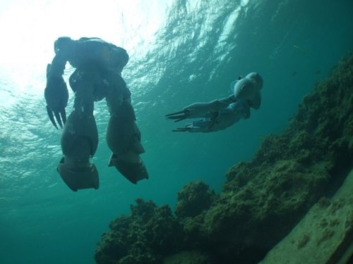 emberspiritx - Scuba diving !!…underwater photoshoot..credit...
