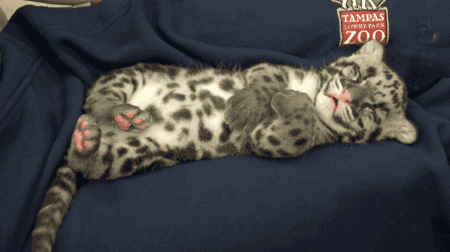 catgifcentral - Clouded leopard cub