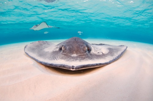 thelovelyseas - Stingray by Ocean Frontiers Diving Adventures 