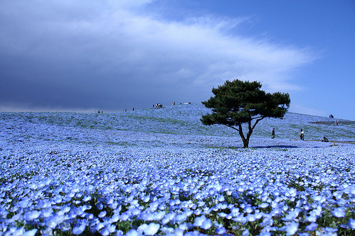 odditiesoflife - Dreams in BlueEach year these blossoming blue...