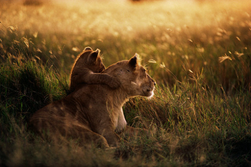 earth-land - African Lion, Serengeti National Park - Tanzania by...