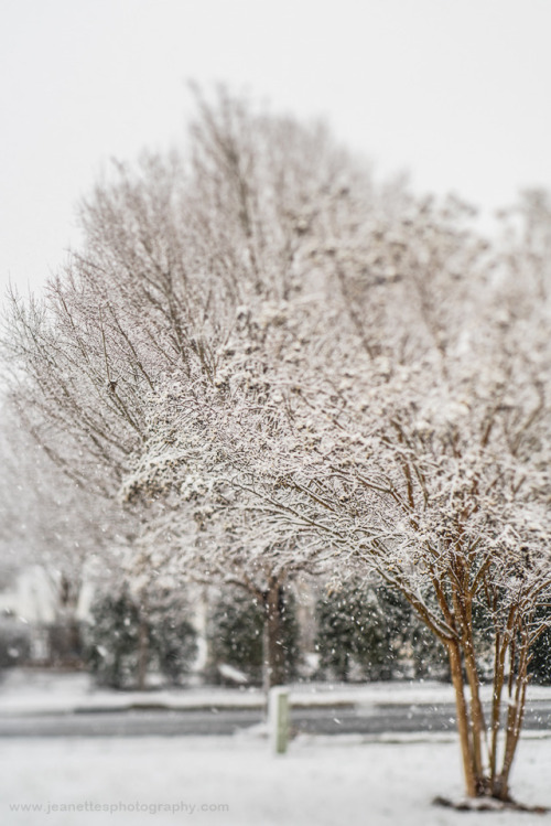 jeanettesphotography:When the Snow Fell on the Trees…it created...