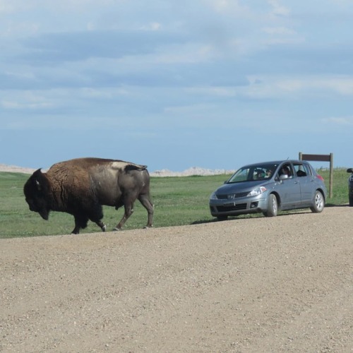 rayb270:Bison vs car. no doubt in my mind about the...
