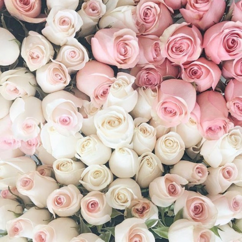 Image result for white and pink rose tumblr