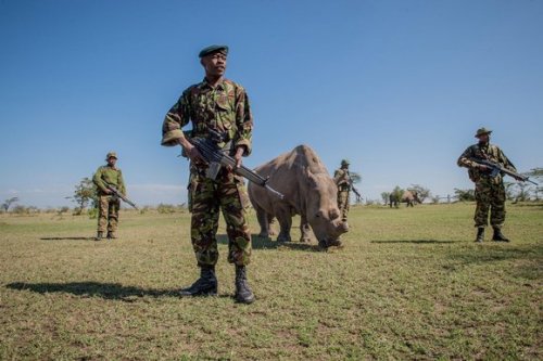 congenitaldisease - Sudan is the last male northern white rhino...