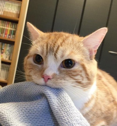 delotha:4remy:Cats who are Safe in Blanketspurritos