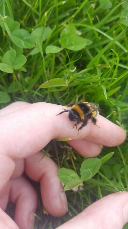 gogh-save-the-bees:Held this lil pal today 