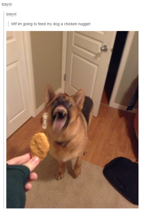itsstuckyinmyhead - Dogs and Tumblr
