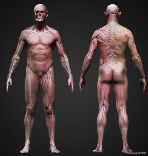 anatomy360 - Male and Female Ecorche Models