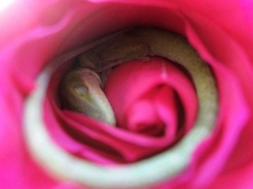valya221 - sixpenceee - A lizard seen sleeping in a rose. Photo...