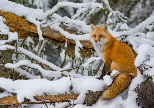 everythingfox - Love the coloursPhoto by Nicki Williams