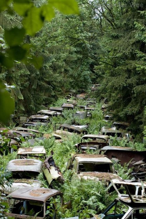 abandonedandurbex - Car Graveyard [564x845]