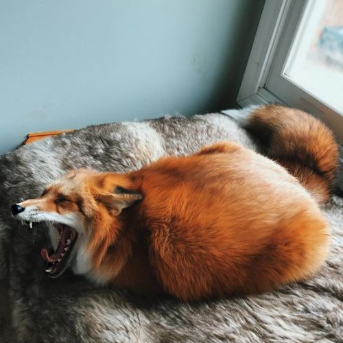 everythingfox - Oh my ..Juniper the Fox