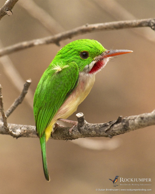 rockjumperbirdingtours - Photo of the Day – The Broad-billed...