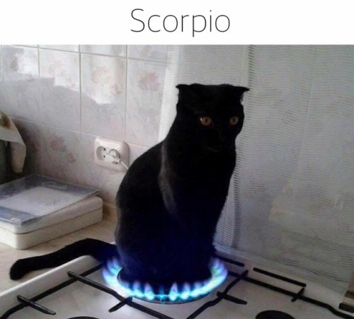 gaypussyretard - cat astrology