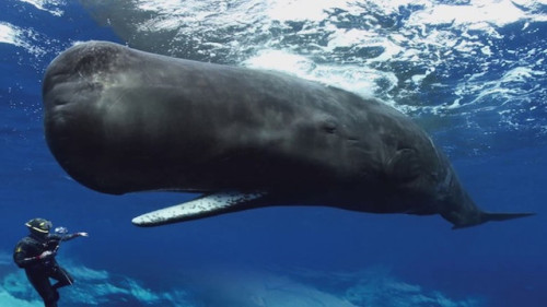 laughingsquid - Stunning Footage of Sperm Whales Attempting to...