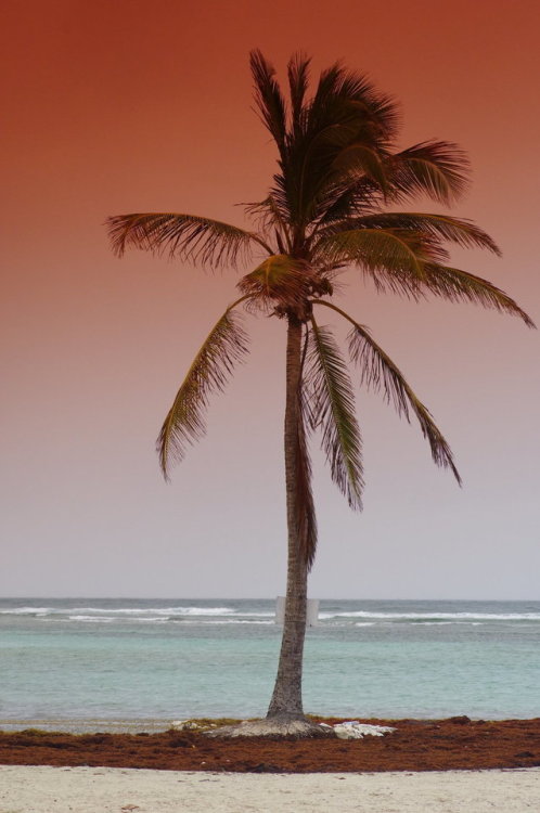 siyahalbatros:Lone Palmtree in sunrise in Guadeloupe beach