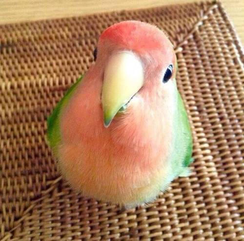 Tiny bird that looks like a watermelon