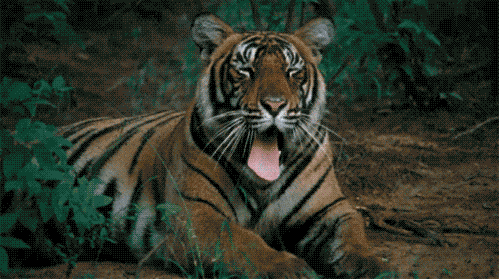 tigers tiger gif | WiffleGif