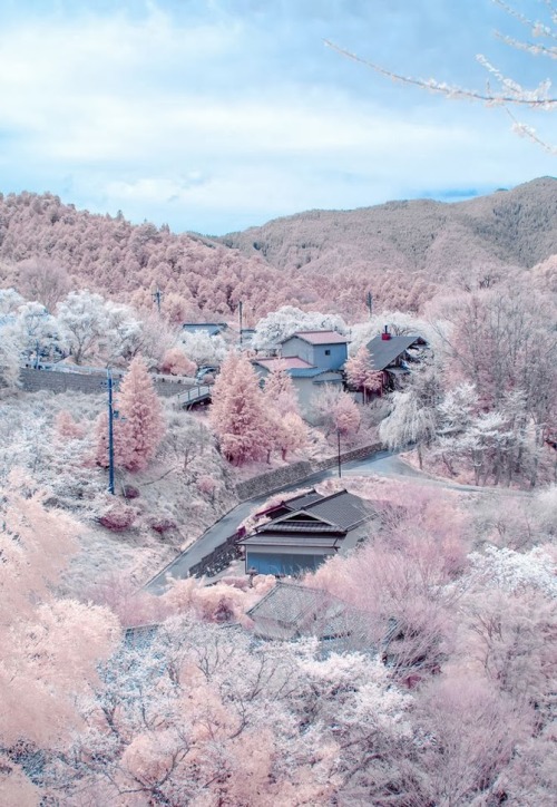 praial - Japan - Cherry blossoms in full bloom at Mount Yoshino,...