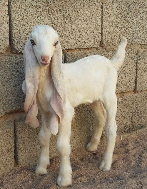 ileolai - hollowedskin - why is this goat so pretty?? it’s like a...