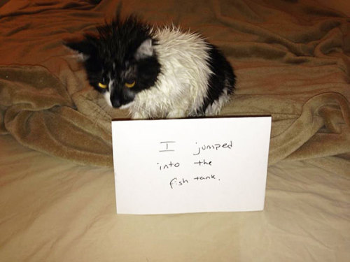 awesome-picz - Asshole Cats Being Shamed For Thire Crimes.