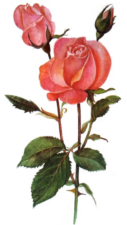 die-rosastrasse - transparent flowers illustrations ❀