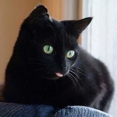 lyrslair - coolcatgroup - itsnotroselalonde - coolcatgroup - I can’t believe I missed black cat...