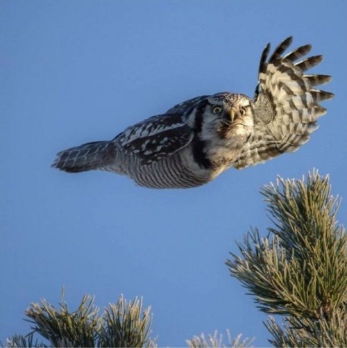 dearbluetravelers - ​[an owl in flight with both wings against its...