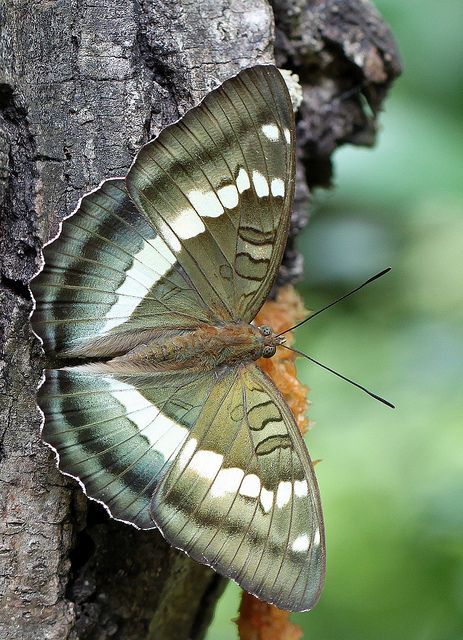 naturespiritheart - Tibet green butterfly (Vanessa narrow green)...