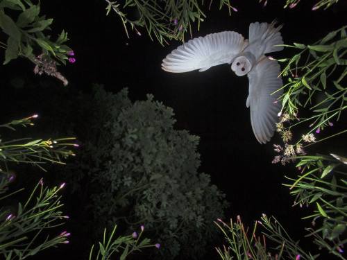 deducecanoe - gobe - “Last night I photographed a Barn Owl...