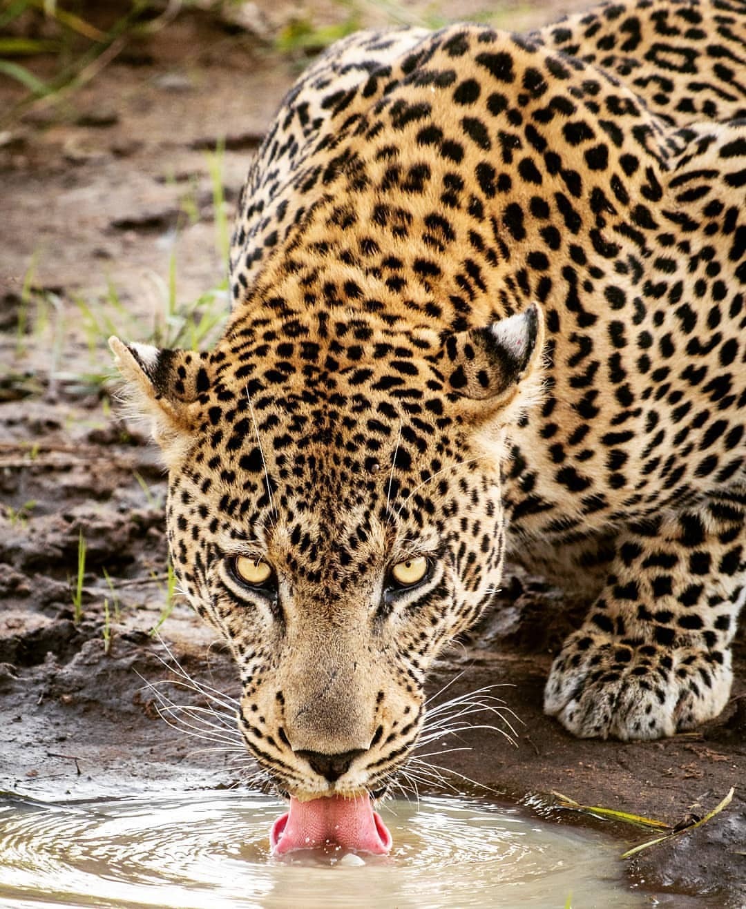 geographicwild:
“.
Photo by @johansmalman Male Leopard Nstongwaan having a drink. Shindzela Tented Camp.#nature #wildlife #drink #shindzelatc #timbavati #leopard #krugernationalpark #leopards
”
