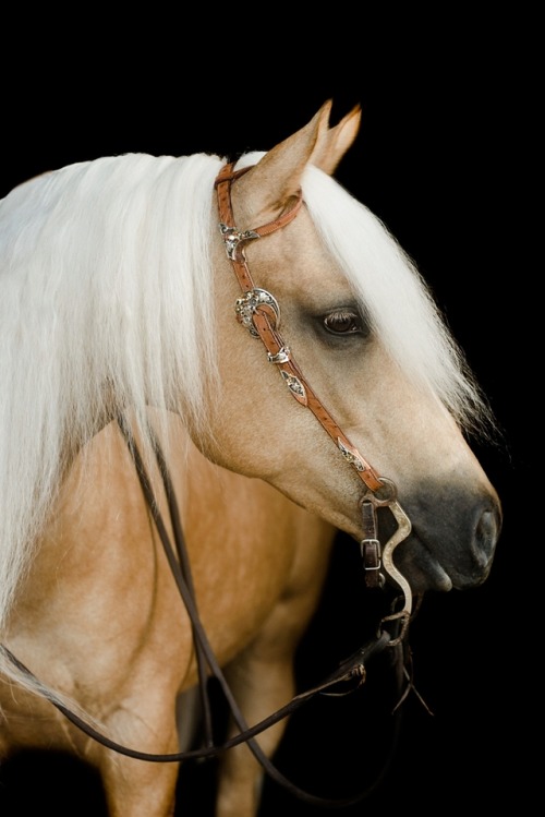all-the-horses:ShesouttayourleagueWalla Walla Whiz x Wimpys...