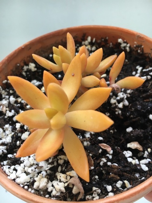 succulents4life - 05/13/17 plant of the day! My little golden...