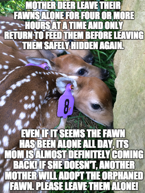 mudmossmolly:Caption printed over two photos of thee baby deer...