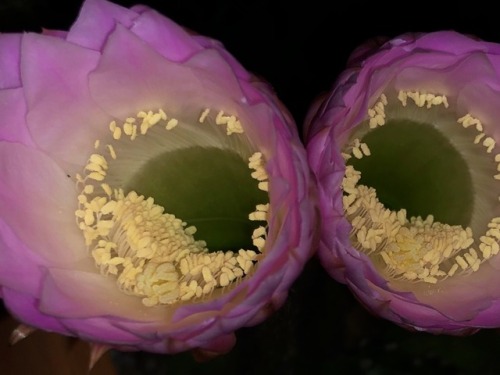 cactguy - Echinopsis oxygona / Easter lily cactus night watch