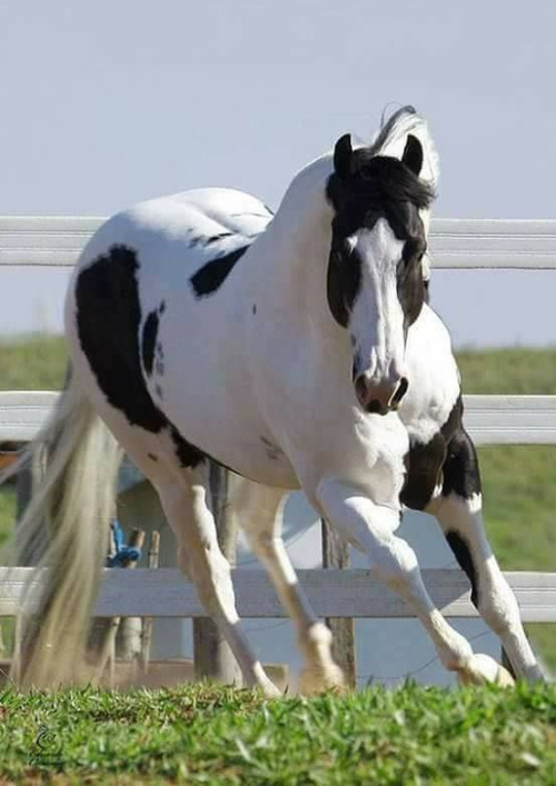 scarlettjane22 - Beautiful Paint Quarter Horse stallion...