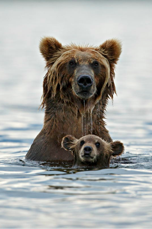 tulipnight - Grizzly in deep water by Marco Mattiussi