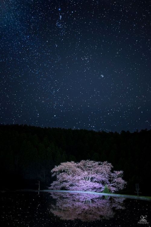 lifeisverybeautiful:Cherry Blossom, Nara, Japan by You Iwata...