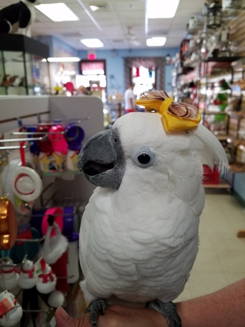 captain-cockatoo:“what did u put on me hed??”