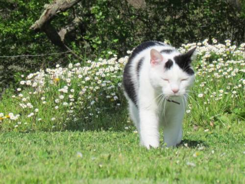 catsbeaversandducks - Springtime in TuscanyPhotos by ©I MICI di...